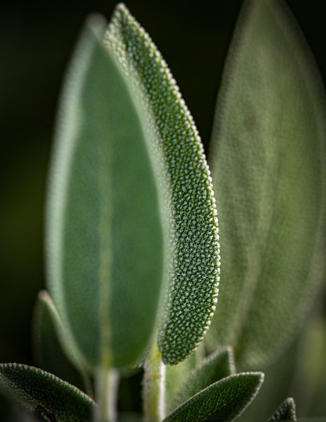 Unveiling the Effectiveness of Chinese Herbs